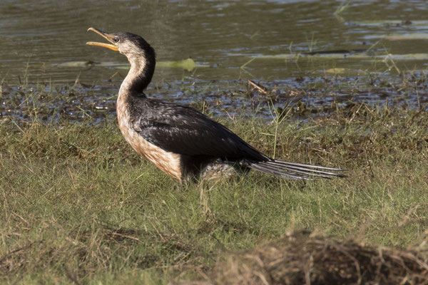 Anbangbang - kleine bonte aalscholver -Microcarbo melanoleucos