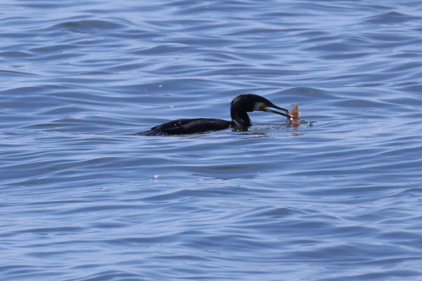 Aalscholver - Phalacrocorax carbo met donderpad - Myoxocephalus scorpius