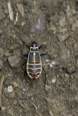 Monteverde - kever -heteroptera