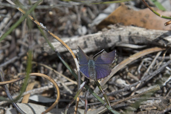 Stringybark walk - vlinder - Erina acasta