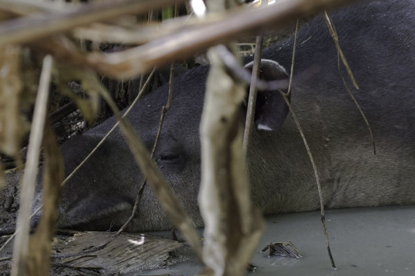 San Pedrillo Corcovado - Midden Amerikaanse tapir - Tapirus bairdii