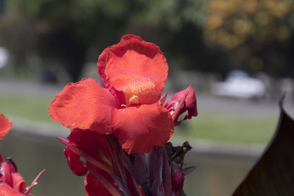Bogor - bloemriet - Canna hybrida rodigas