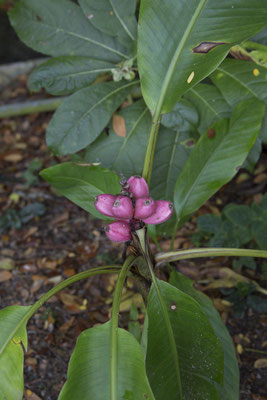 roze dwergbanaan - Musa velitina
