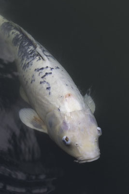 Matsumoto kasteel koi - Cyprinus carpio carpio