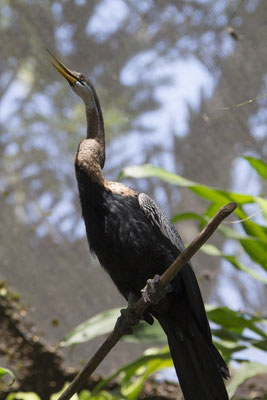 Inische slangenhalsvogel -Anhinga melanogaster