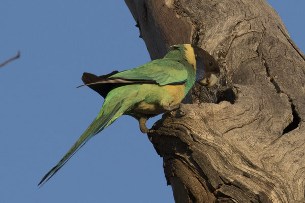 Wanngardi - Port-Lincolnparkiet - Bernardius zonarius