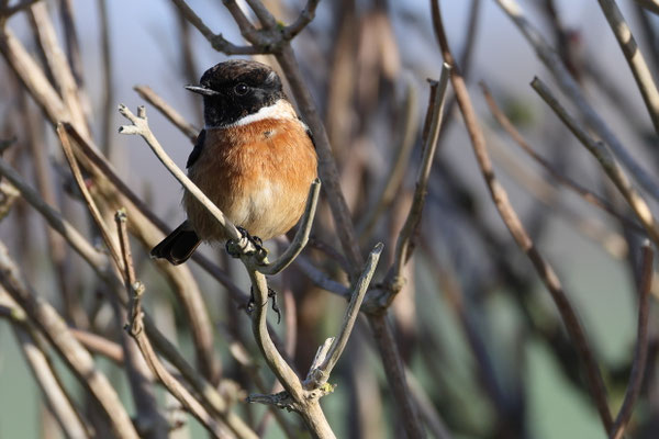 roodborsttapuit - Saxicola rubicola