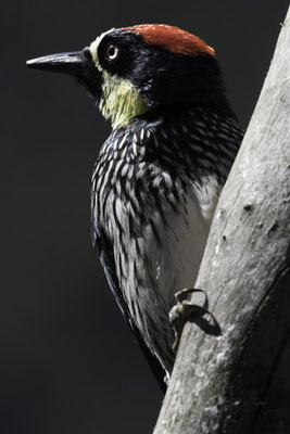 San Gerardo de Dota - Eikelspecht - Melanerpes formicivorus
