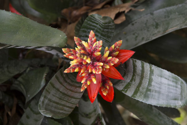 bromelia - Aechmea chantinii