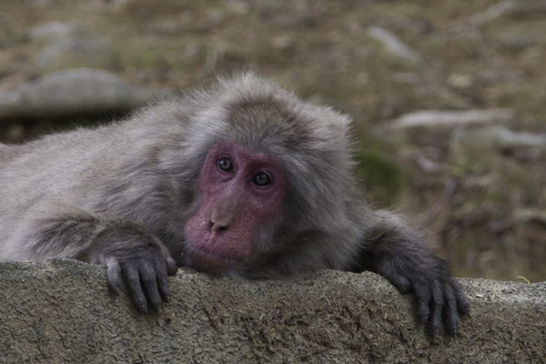 Kyoto Iwatayama Japanse makaak - Macaca fuscata