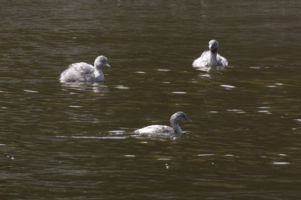 Tower Hill - grijskopfuut - Poliocephalus poliocephalus