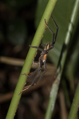 Tortuguero - Wolfspin - family Lycosidae