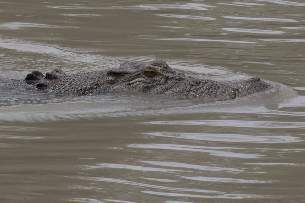 Cahills Crossing - zoutwaterkrokodil - Crocodylus porosus