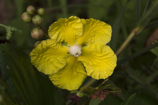 Semenggoh - pioen -Dillenia suffruticosa