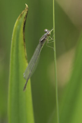 Kanazawa kasteel - waterjuffer - fam Coenagrionidae