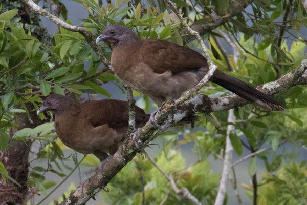  Arenal - grijskop Chachalaca - Ortalis vetula