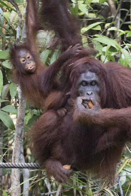 Semenggoh - Borneo orang oetan - Pongo pygmaeus