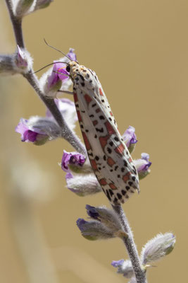 Uluru - vlinder - Utetheisa pulchelloides