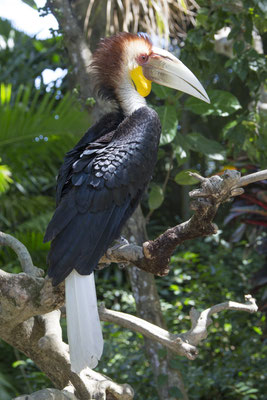 Gewone jaarvogel - Rhyticeros undulatus