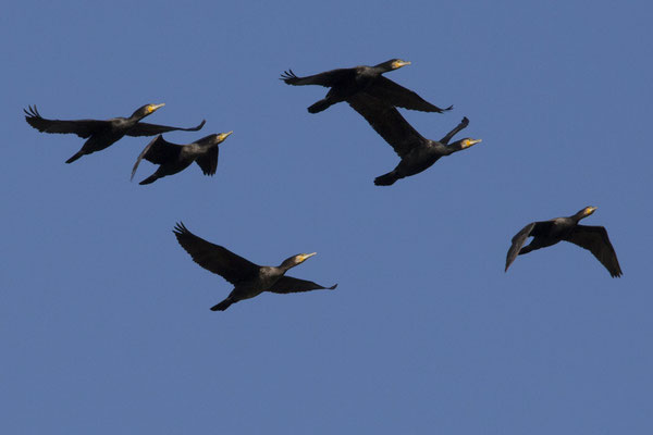 River walk - aalscholver - Phalacrocorax carbo