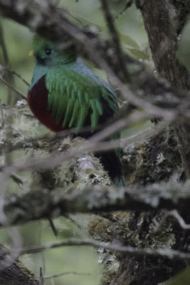 San Gerardo de Dota - quetzal - Pharomachrus mocinno
