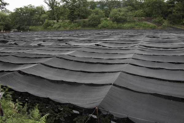 Azumino wasabi farm