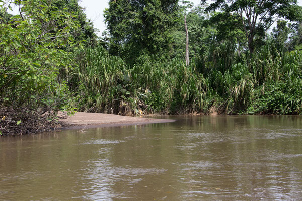 Tortuguero - Suerte river