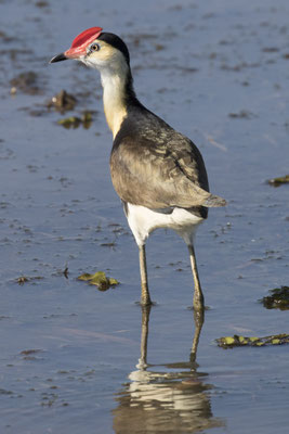 Yellow river - Australische jacana - Irediparra gallinacea