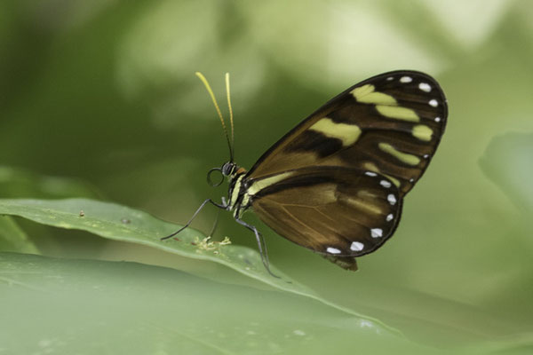 Monteverde - Heliconius hecale zuleika