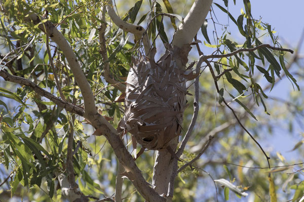 Katherine River walk - wevermiernest