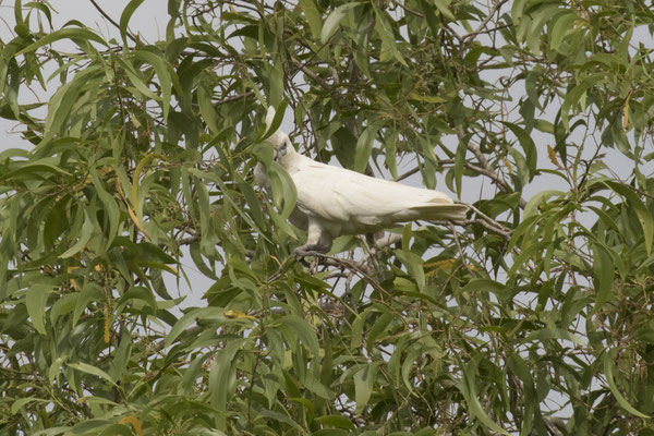 Cahills Crossing - naaktoogkaketoe - Cacatua sanguinea