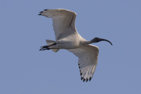 River walk - Australische witte ibis - Threskiornis molucca