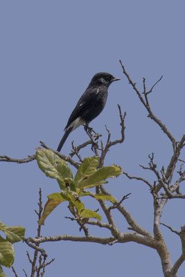 Rinca - zwarte roodborsttapuit - Saxicola caprata