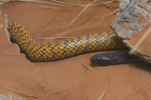 Alice Springs - Reptile centre - tijgerslang - Notechis scutatus