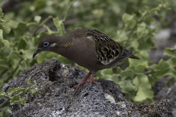Genovesa - Galapagostreurduif - Zenaida galapagoensis