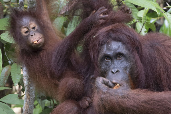 Semenggoh - Borneo orang oetan - Pongo pygmaeus