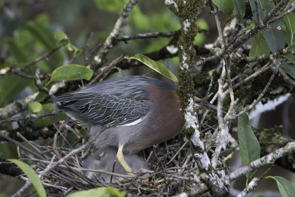 Sierpe - Groene Reiger - Butorides virescens