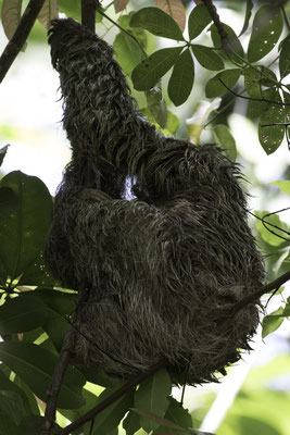 San Pedrillo Corcovado - tweeteenluiaard - Choloepus didactylus