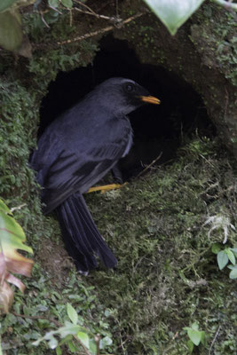 Monteverde - zwartmaskersolitaire - Myadestes melanops