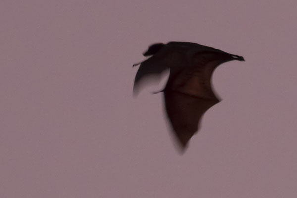 Kalong eiland - kalong - Pteropus vampyrus