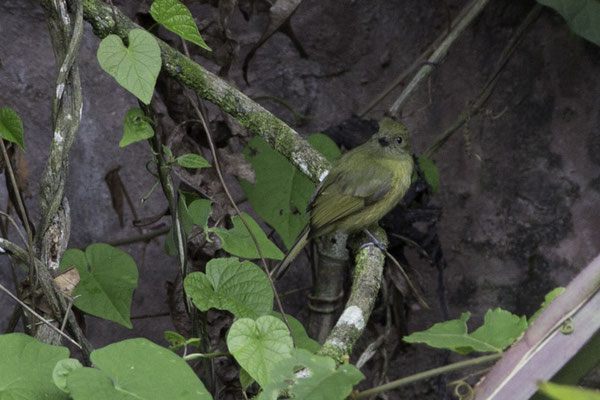 Talamanca reserve - okerbuikpipratiran - Mionectes oleagineus