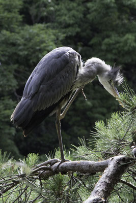 Tokyo - Yoyokipark - blauwe reiger - Ardea cinerea