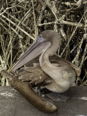 Puerto Ayora - Bruine pelikaan - Pelecanus occidentalis