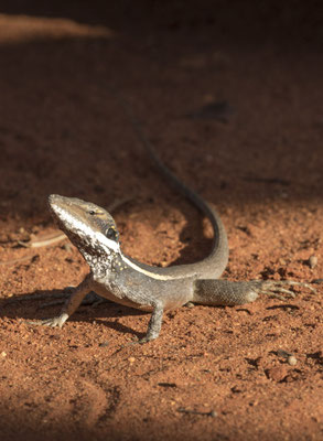 agaam - Tropicagama temporalis