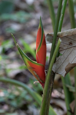  Arenal - Heliconia bihai