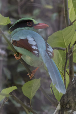 groene kitta - Cissa chinensis