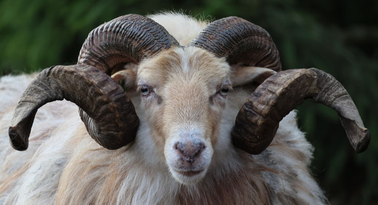 Boswachterij Borger Drents heideschaap - Ovis Aries