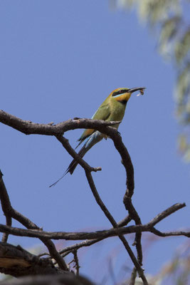 Alice Springs - botanische tuin - regenboogbijeneter - Merops ornatus