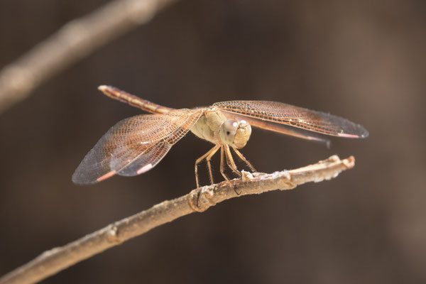 Nourangi - libelle - Neurothemis stigmatizans