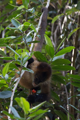 Tortuguero - Zwarthandslingeraap - Ateles geoffroyi